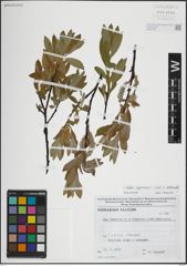 Foto von Salix lapponum L.